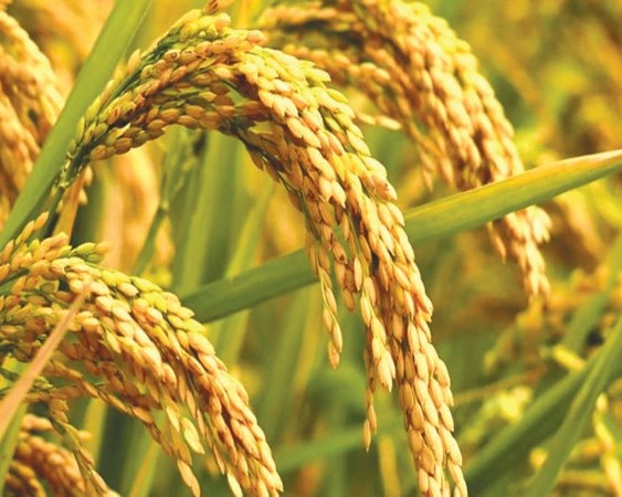 मकवानपुरमा ४६ हजार मेट्रिकटन धान उत्पादन